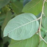 Corymbia torelliana (F.Muell.) K.D.Hill & L.A.S.Johnson